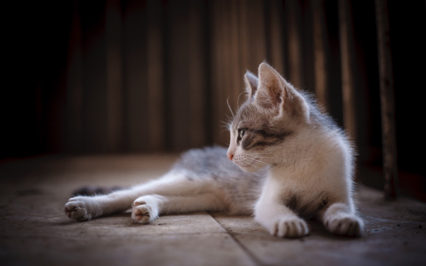 Animal Cat Cats Lying Down Depth Of Field HD Wallpaper | Background Image