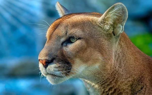 4K Ultra HD PC desktop wallpaper featuring a close-up profile of a cougar with detailed fur and piercing eyes against a blurred natural background.