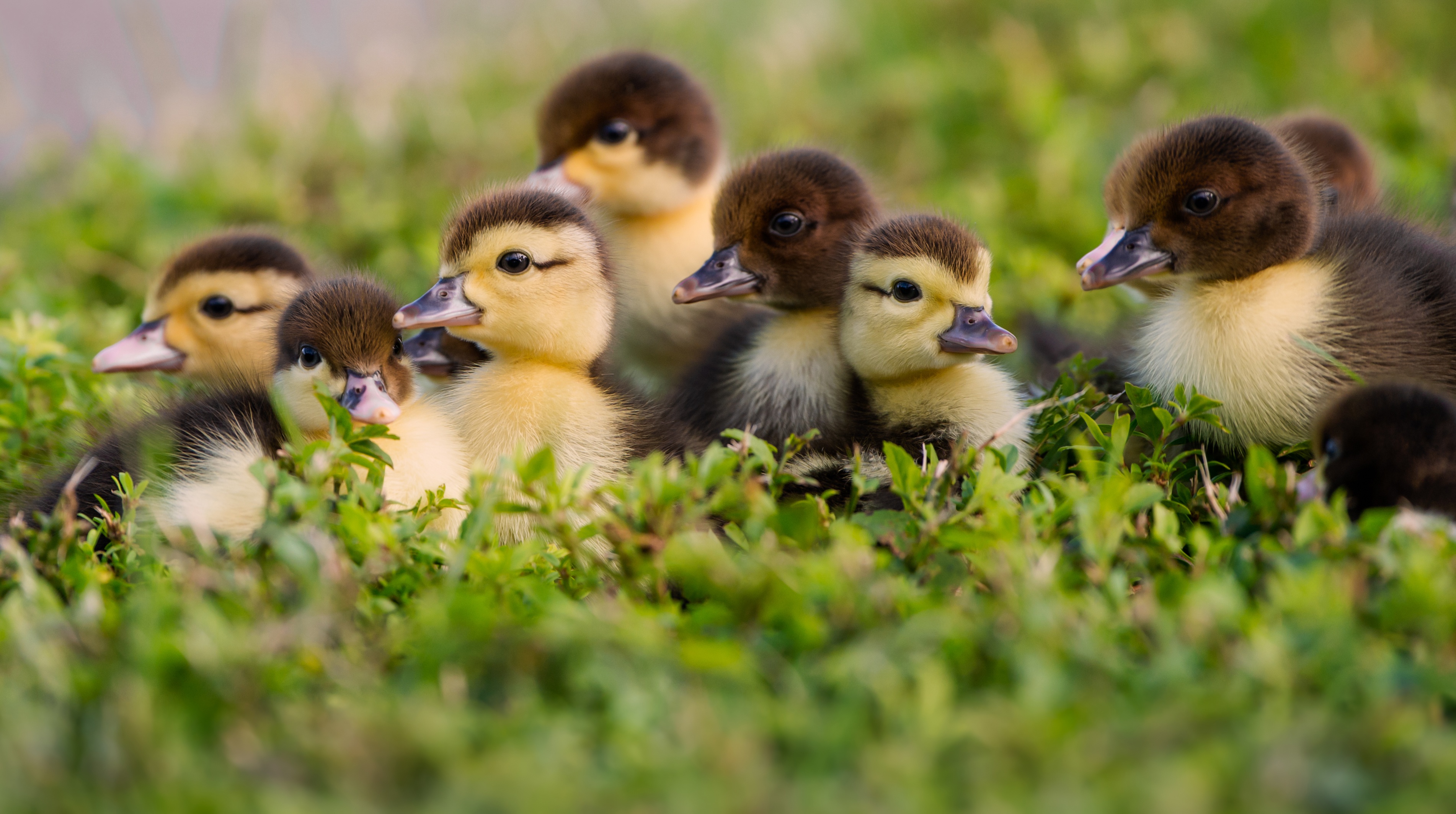 Download Cute Duckling Baby Animal Animal Duck HD Wallpaper
