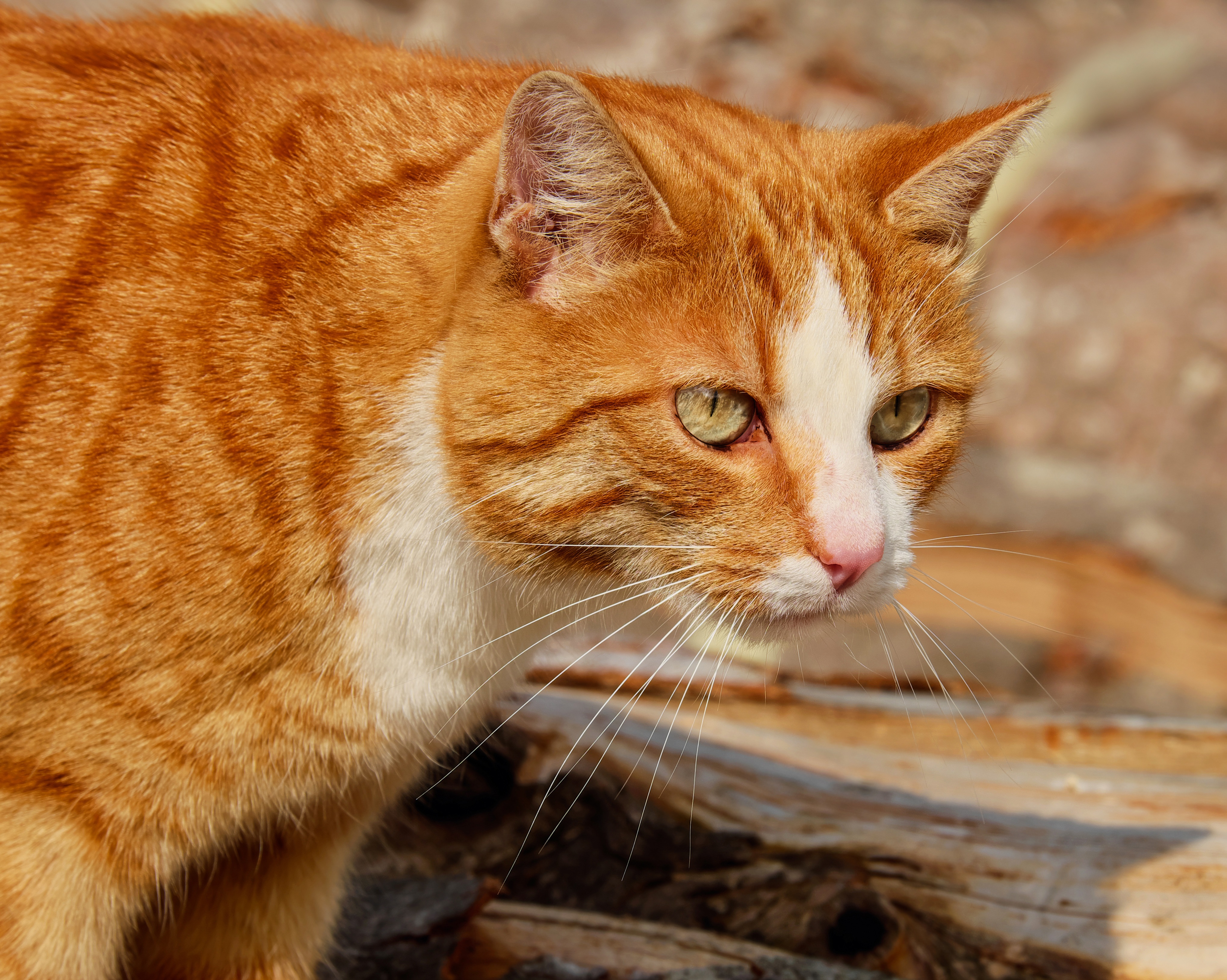 minecraft red tabby cat