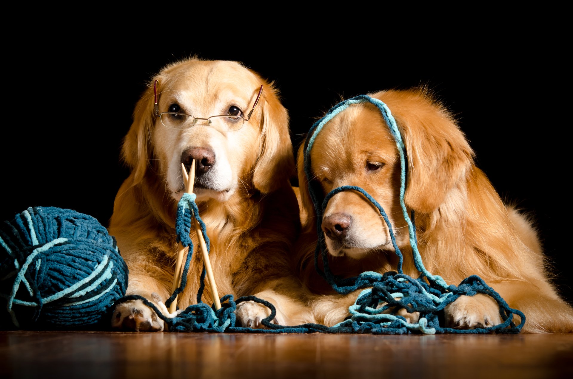 2K Quad HD PC desktop wallpaper: two golden retriever dogs (animal) wearing glasses and tangled in blue yarn on a black background.