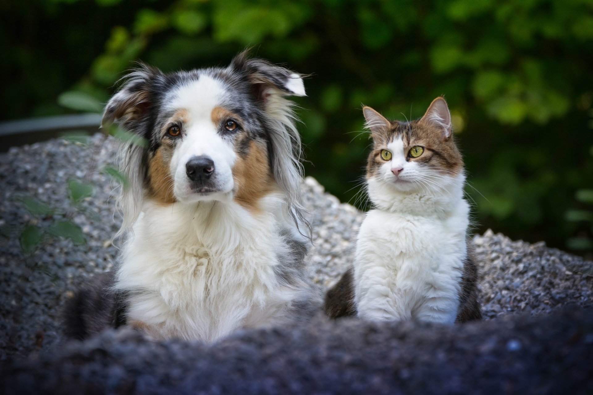 HD desktop wallpaper featuring an Australian Shepherd dog and a cat sitting side by side outdoors, showcasing the bond between cat and dog animals.