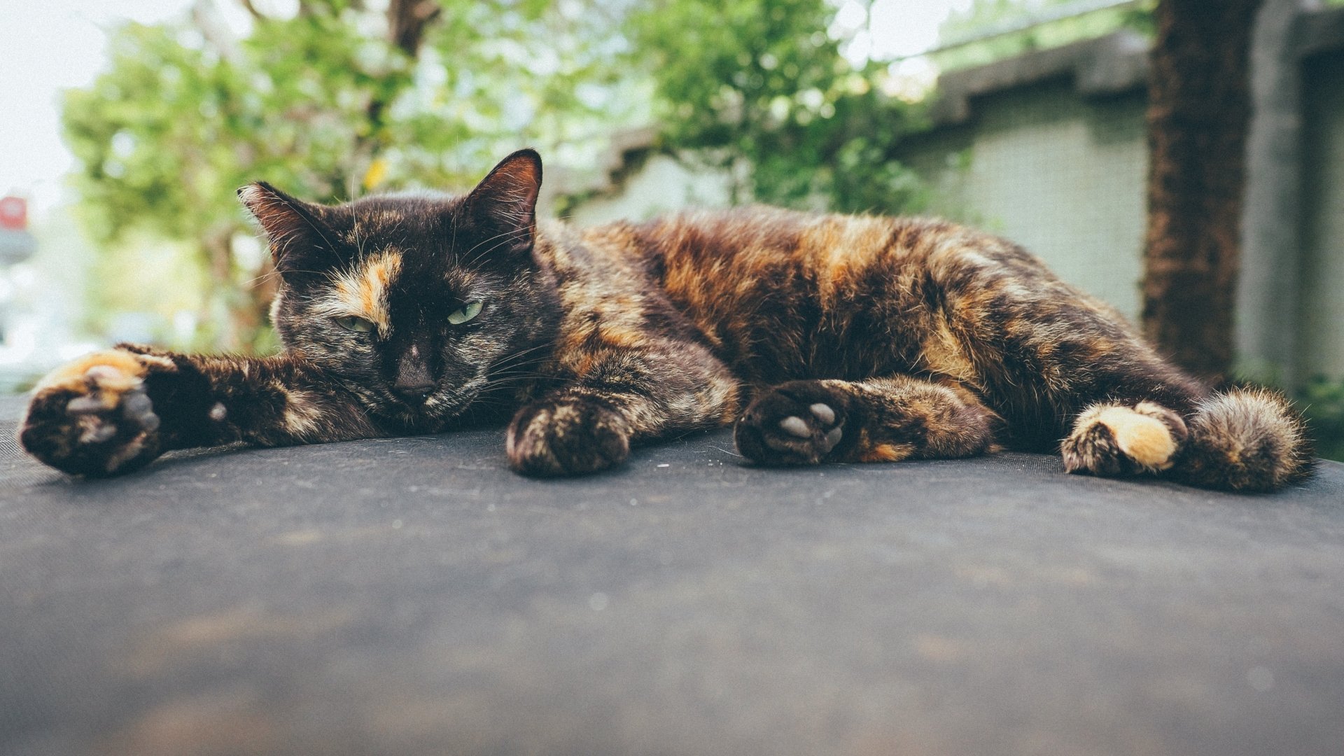 A tortoiseshell cat resting on a surface with a blurred natural background, captured in sharp 4K Ultra HD detail with a shallow depth of field.