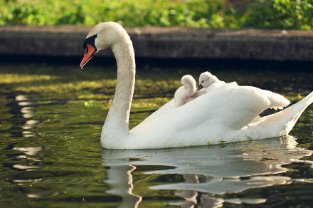 cygnet baby animal reflection bird swan Animal mute swan HD Desktop Wallpaper | Background Image
