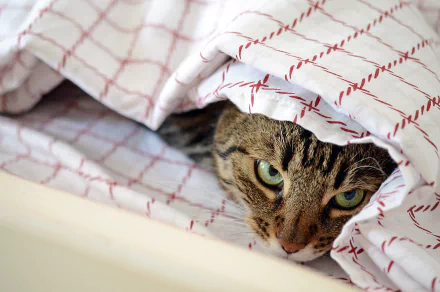 HD PC desktop wallpaper/background: tabby cat with green eyes peeking out from beneath a white sheet patterned with red grid stitching.
