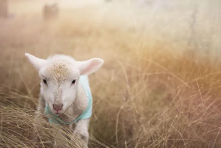 Close-up of a baby lamb in a blurred grassy field, captured in 4K Ultra HD quality for a vibrant PC desktop wallpaper background.