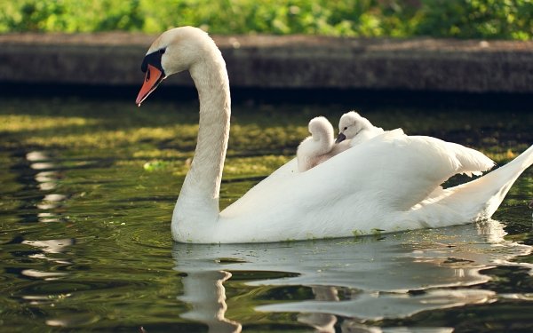 Animal Mute swan Birds Swans Swan Bird Reflection Baby Animal Cygnet HD Wallpaper | Background Image
