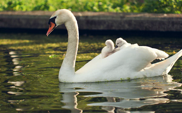 Mute swan gliding across a pond with two cygnets riding her back, their reflections in rippling water — 4K Ultra HD PC desktop wallpaper and background.