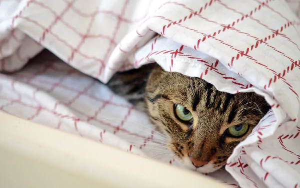 HD PC desktop wallpaper/background: tabby cat with green eyes peeking out from beneath a white sheet patterned with red grid stitching.