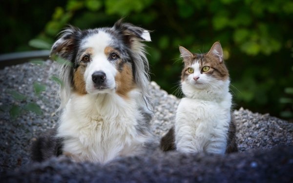 Animal Cat & Dog Cat Dog Australian Shepherd HD Wallpaper | Background Image
