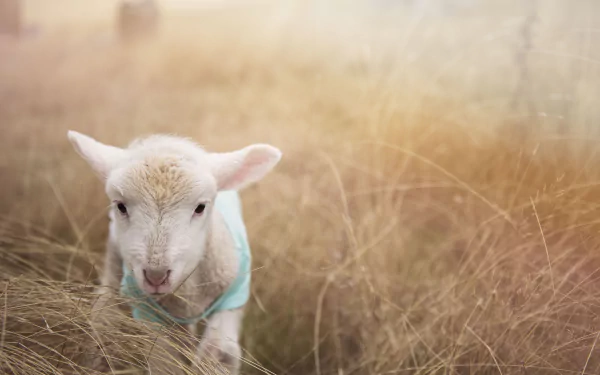 Close-up of a baby lamb in a blurred grassy field, captured in 4K Ultra HD quality for a vibrant PC desktop wallpaper background.