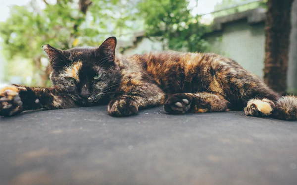 A tortoiseshell cat resting on a surface with a blurred natural background, captured in sharp 4K Ultra HD detail with a shallow depth of field.