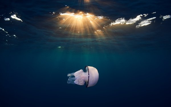 Animal Jellyfish Sea Life Underwater Sunbeam HD Wallpaper | Background Image