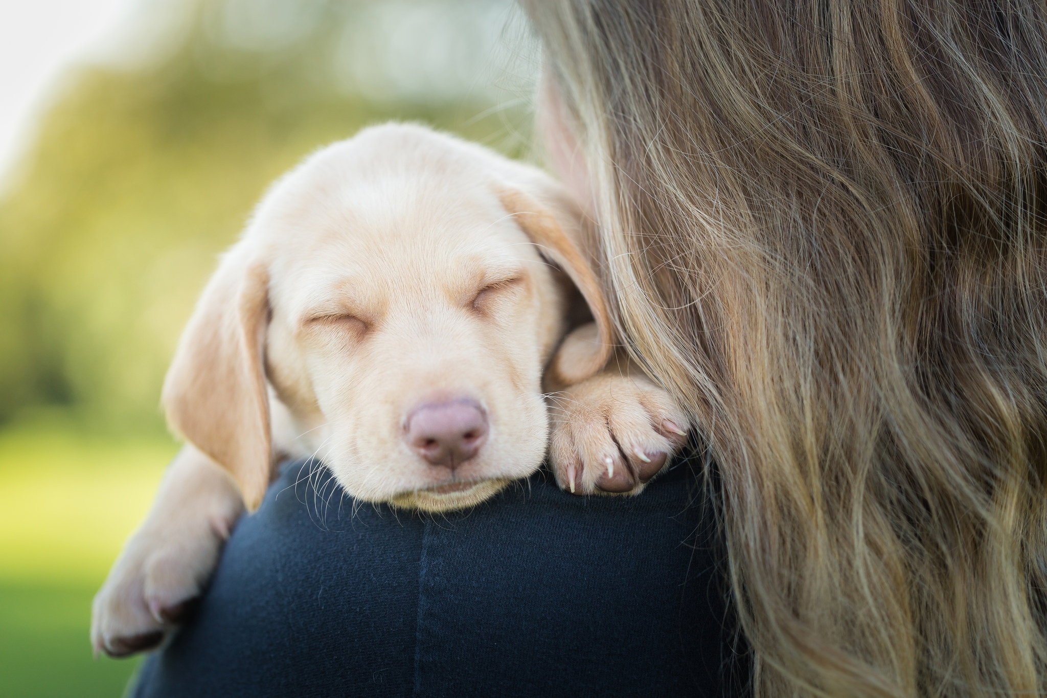 Cute Labrador Puppy Asleep on a Woman's Shoulder
