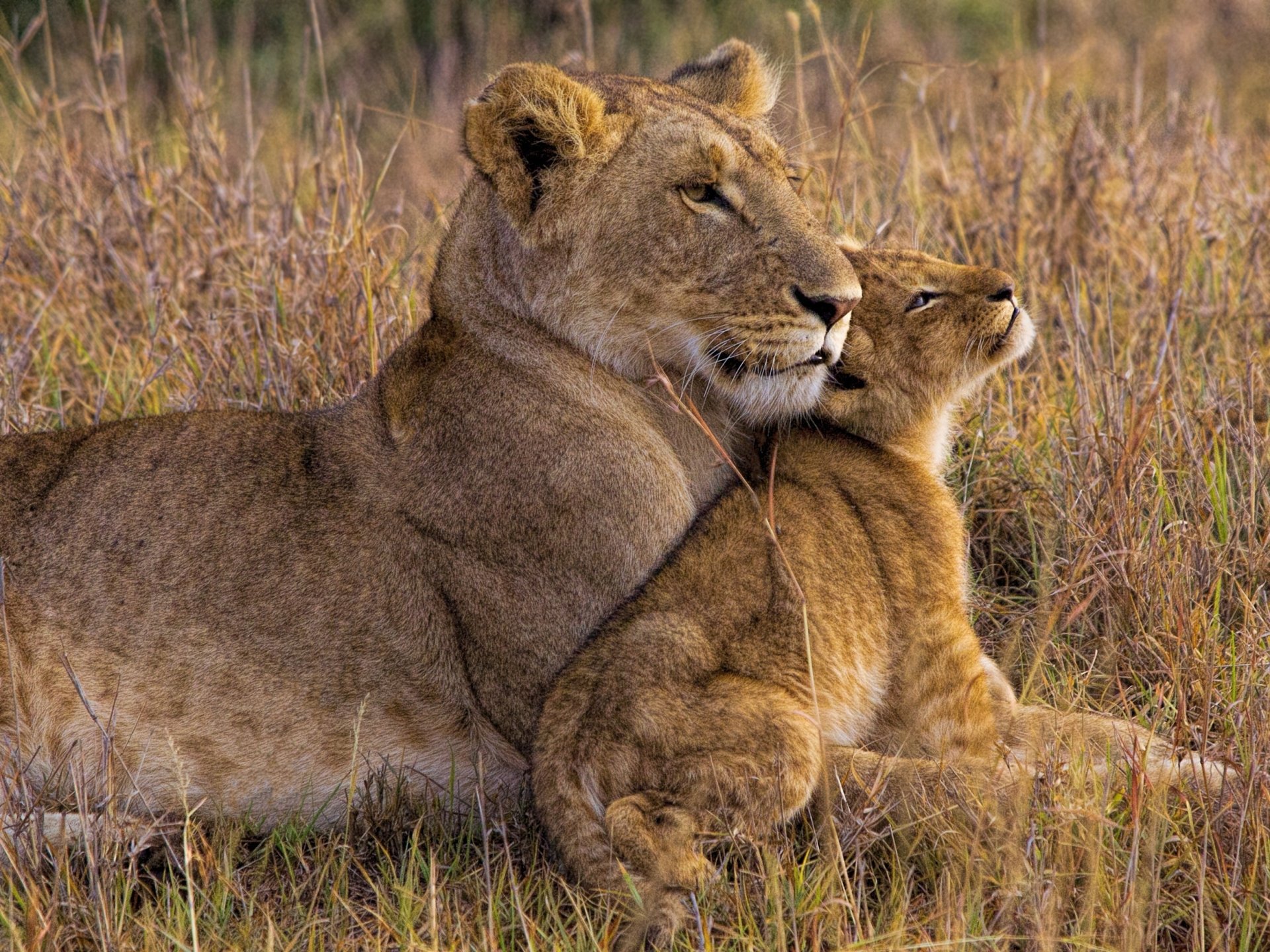 HD PC desktop wallpaper: a lioness and her cub cuddling in tall grass, the baby lion nuzzling its mother.