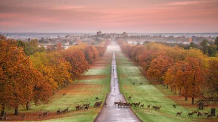 Tree-lined, foggy autumn avenue in England leading to Windsor Castle, deer grazing across the park at sunrise — HD PC desktop wallpaper.
