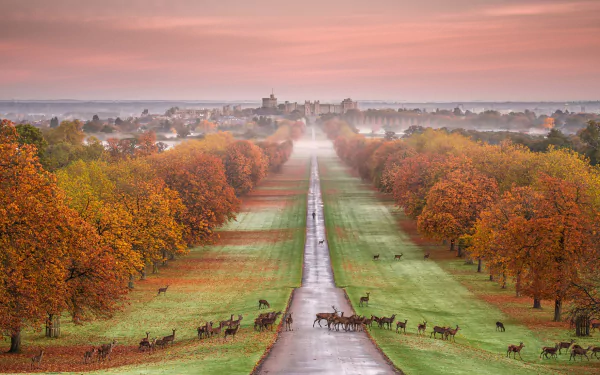 Tree-lined, foggy autumn avenue in England leading to Windsor Castle, deer grazing across the park at sunrise — HD PC desktop wallpaper.