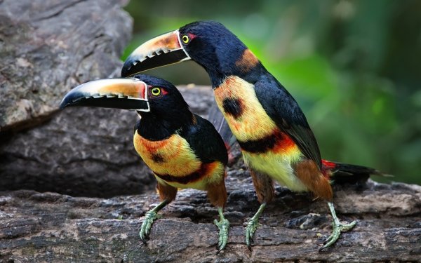 Animal Toucan Birds Toucans Bird Wildlife Beak HD Wallpaper | Background Image