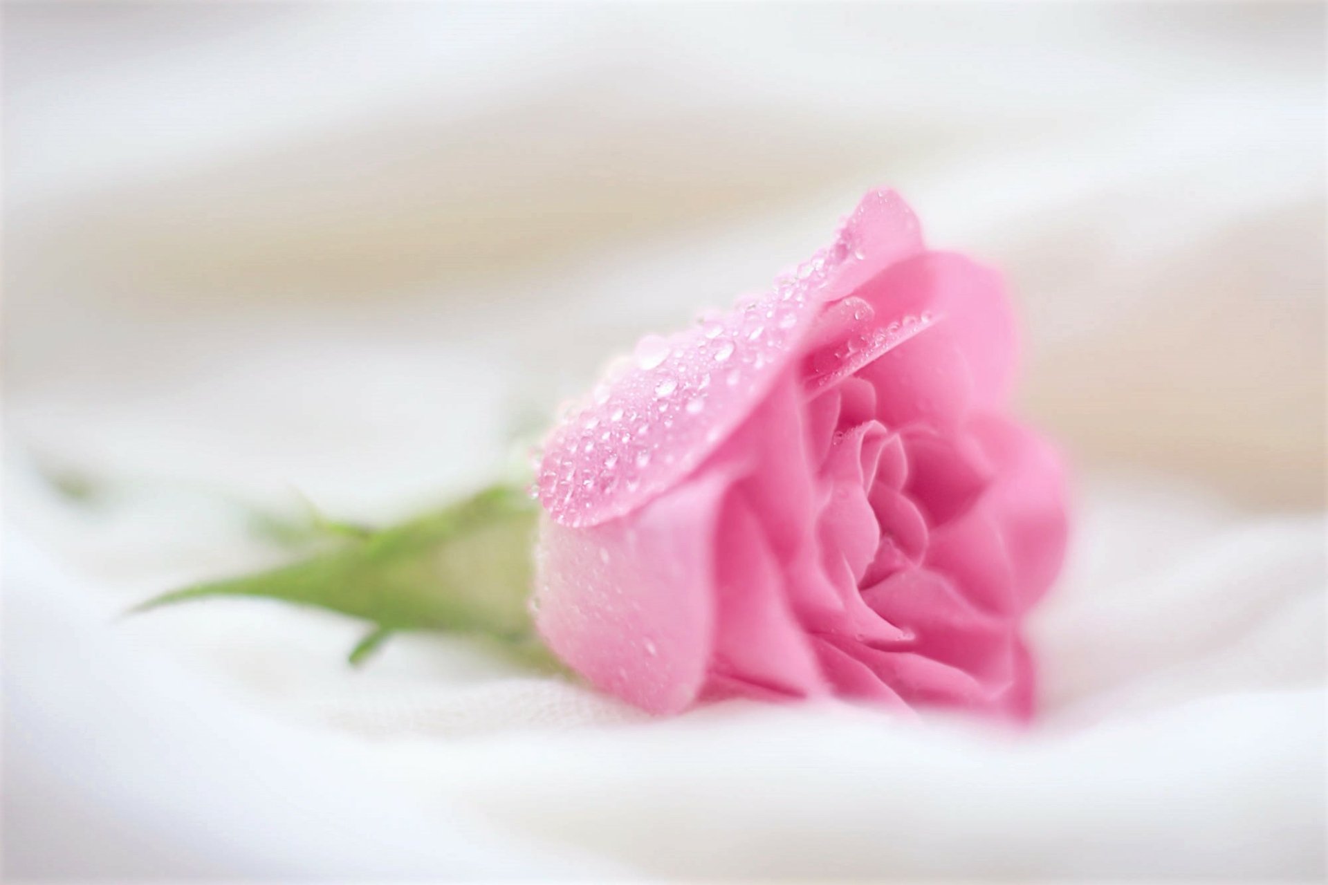 Нежный цветок. Нежные розы. Нежные розовые розы. Нежные розовые цветы.