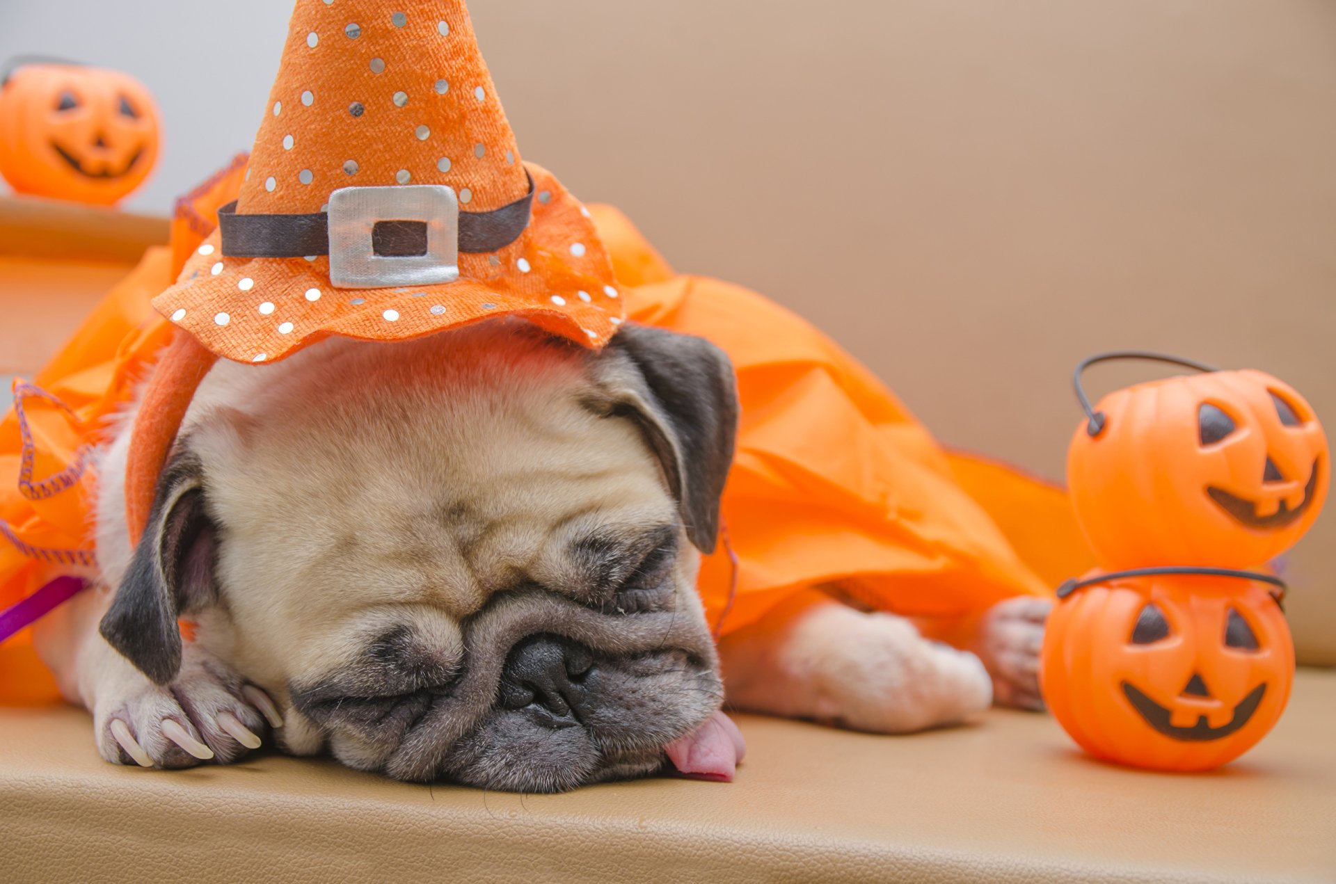 HD PC desktop wallpaper featuring a sleepy pug wearing a Halloween witch hat, surrounded by orange pumpkin decorations for the holiday.