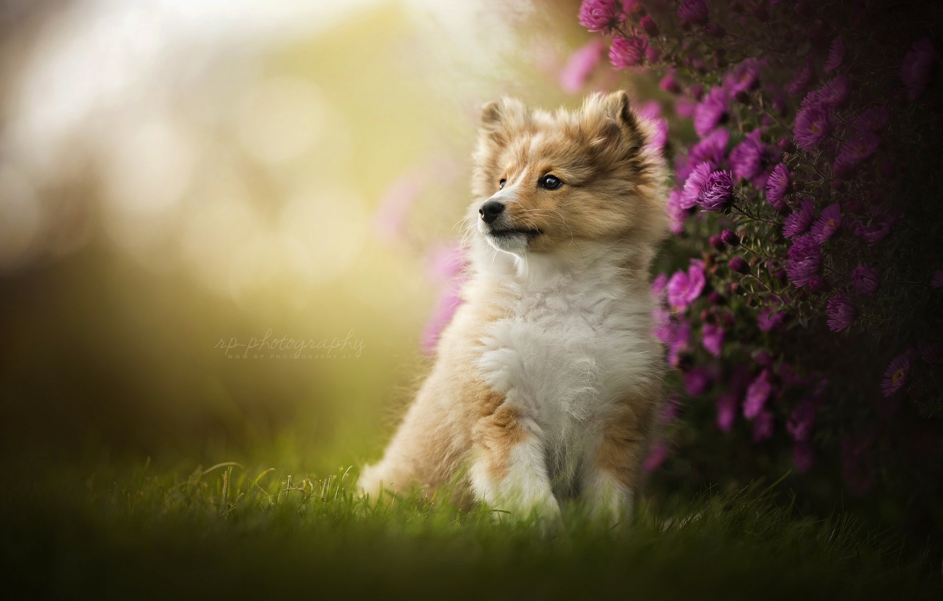 Shetland Sheepdog puppy (baby animal) in grass beside purple flowers, soft bokeh background — cute dog, HD PC desktop wallpaper.