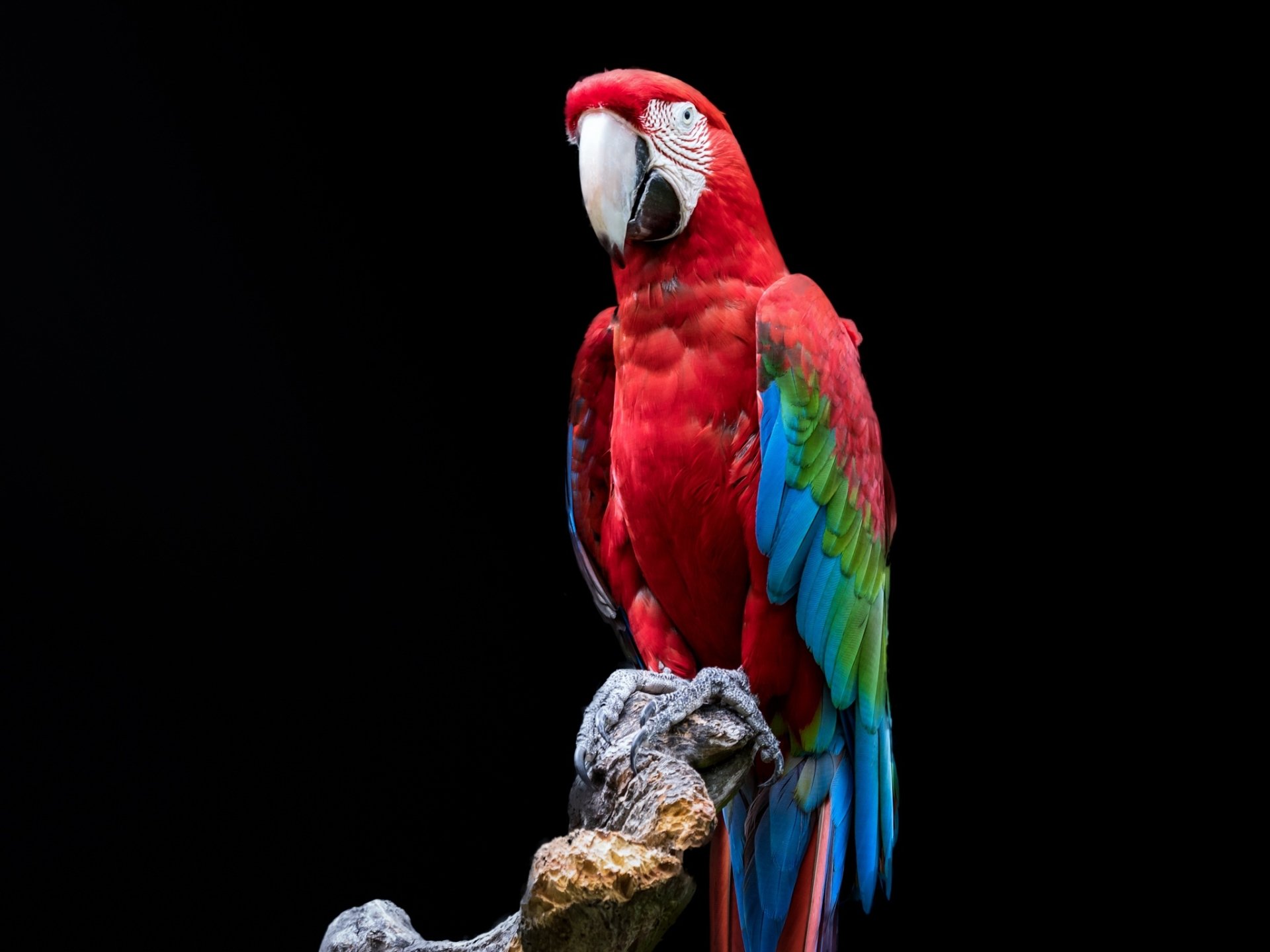 Vibrant portrait of a red-and-green macaw parrot perched against a black background, featured as a high-definition PC desktop wallpaper and background.