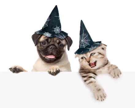 A Halloween-themed HD desktop wallpaper featuring a dog and a cat wearing black witch hats decorated with spider webs on a white background.