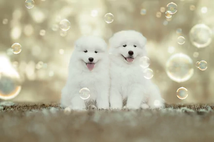 Two fluffy Samoyed puppies sit side by side surrounded by floating bubbles, creating a charming HD desktop wallpaper featuring baby animals and playful joy.