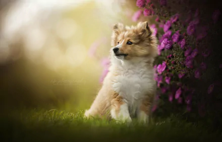 Shetland Sheepdog puppy (baby animal) in grass beside purple flowers, soft bokeh background — cute dog, HD PC desktop wallpaper.