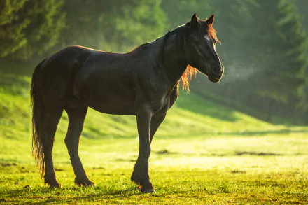 HD wallpaper and background featuring a horse with detailed depth of field, standing gracefully on a grassy field with a serene, blurred forest in the background.