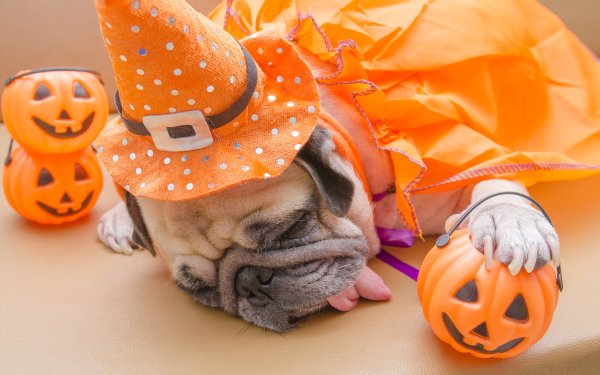 Holiday Halloween HD Wallpaper | Background Image