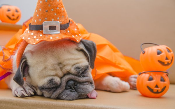 Holiday Halloween HD Wallpaper | Background Image