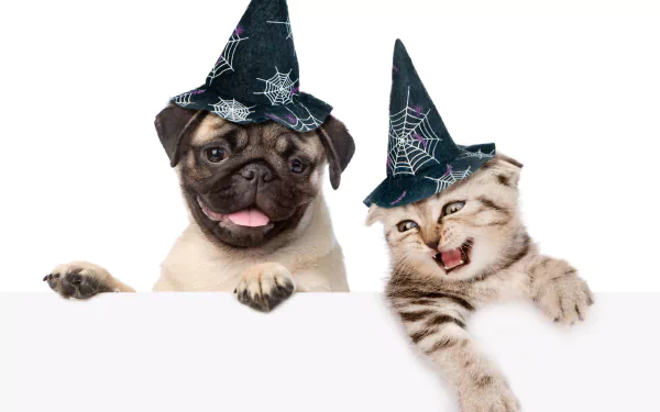 A Halloween-themed HD desktop wallpaper featuring a dog and a cat wearing black witch hats decorated with spider webs on a white background.