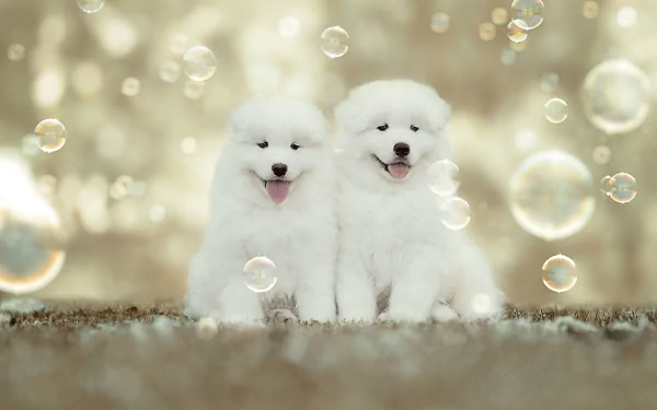 Two fluffy Samoyed puppies sit side by side surrounded by floating bubbles, creating a charming HD desktop wallpaper featuring baby animals and playful joy.