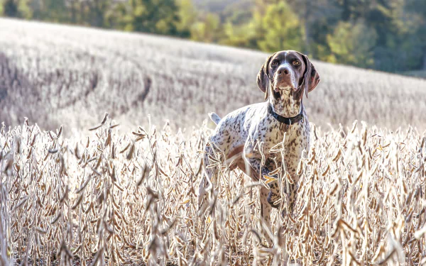field depth of field summer dog Animal german shorthaired pointer HD Desktop Wallpaper | Background Image