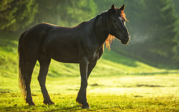 HD wallpaper and background featuring a horse with detailed depth of field, standing gracefully on a grassy field with a serene, blurred forest in the background.