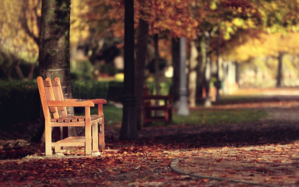 Photography Park Depth Of Field Fall Bench HD Wallpaper | Background Image