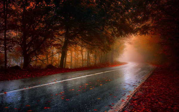 HD desktop wallpaper depicting a foggy forest road surrounded by autumn trees and fallen leaves, creating a serene and mysterious atmosphere.