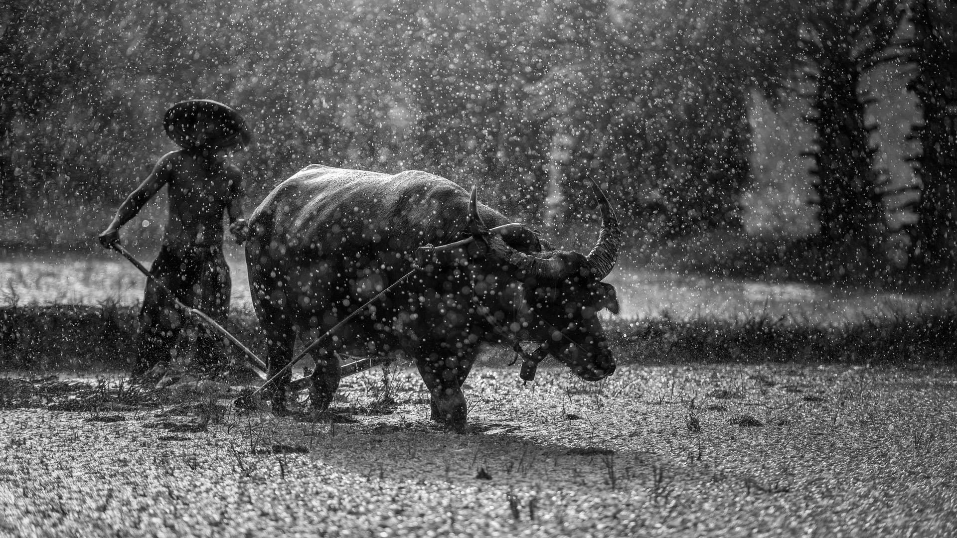Black and white photography capturing a bull and farmer working in the rain in Myanmar, designed as a high-definition PC desktop wallpaper.