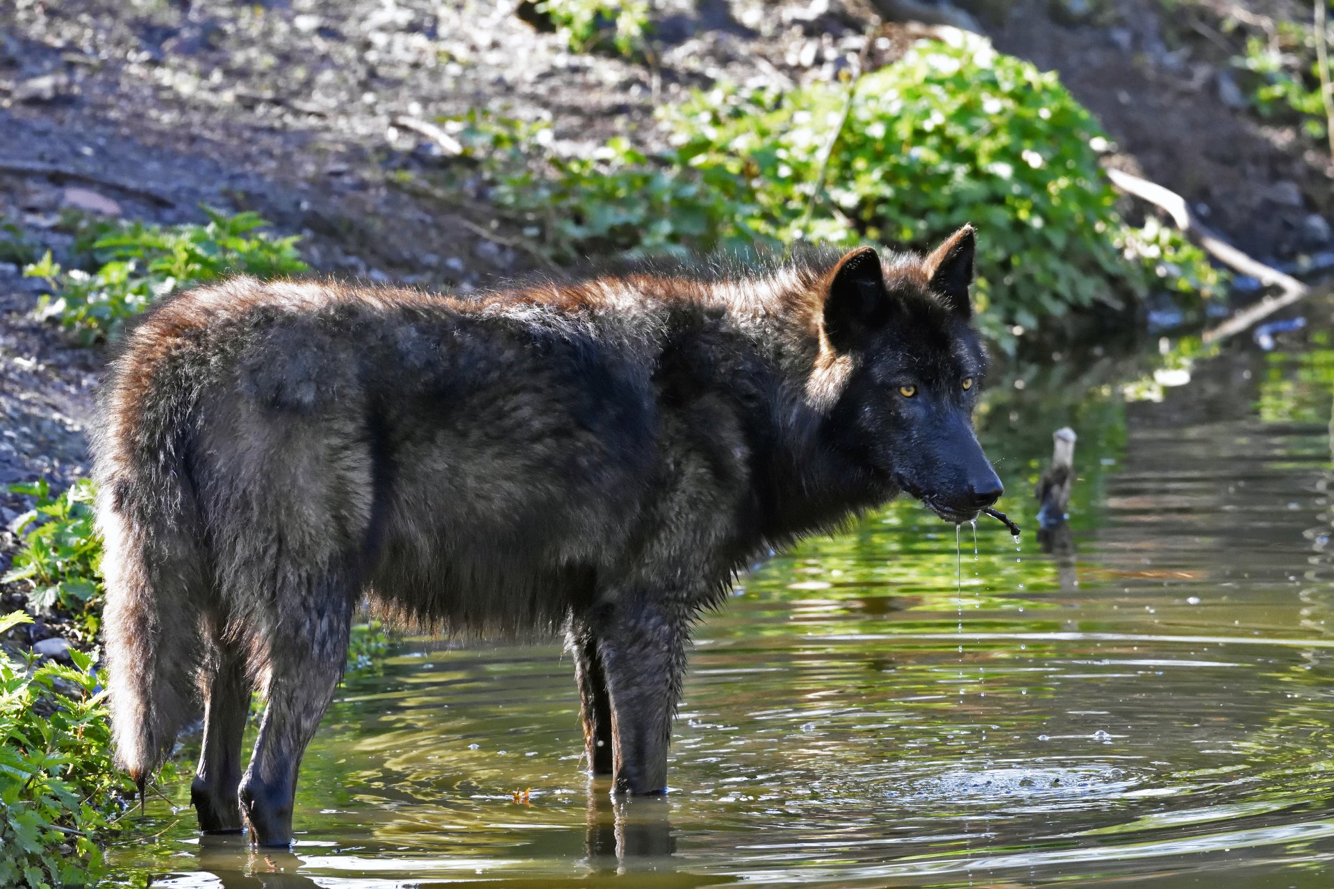 A black wolf standing in shallow water near greenery, captured in sharp detail for a 4K Ultra HD PC desktop wallpaper and background.