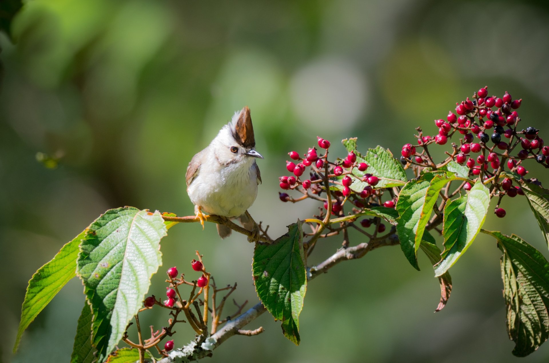 Taiwan yuhina passerine perched on a branch with clusters of red berries and green leaves — 2K Quad HD PC desktop wallpaper.