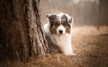 360 Australian Shepherd Hd Wallpapers Background Images