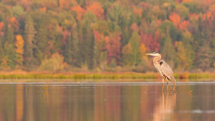 A heron stands in a calm lake with vibrant fall foliage in the blurred background, captured in HD with a shallow depth of field.