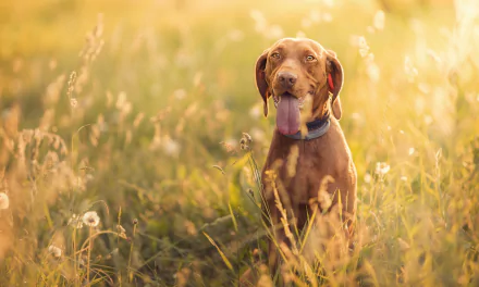 vizsla sunny Animal dog HD Desktop Wallpaper | Background Image