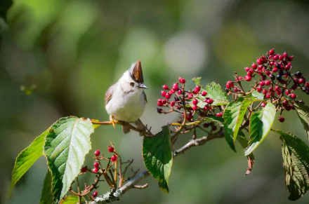 Taiwan yuhina passerine perched on a branch with clusters of red berries and green leaves — 2K Quad HD PC desktop wallpaper.