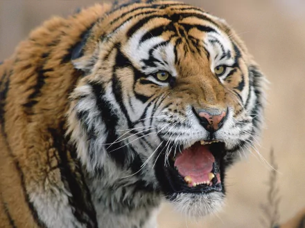 Tiger roar — animal close-up with bared teeth and intense gaze. HD PC desktop wallpaper and background.