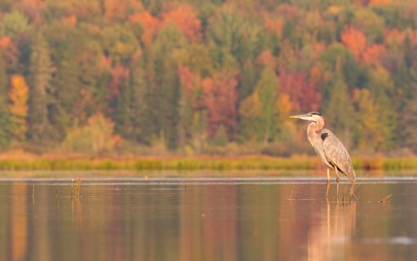Animal Heron Birds Herons Bird Lake Depth Of Field Fall HD Wallpaper | Background Image