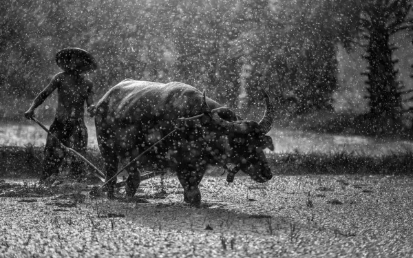 bull rain Myanmar photography Black & White HD Desktop Wallpaper | Background Image