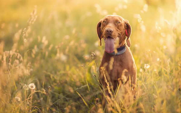 vizsla sunny Animal dog HD Desktop Wallpaper | Background Image