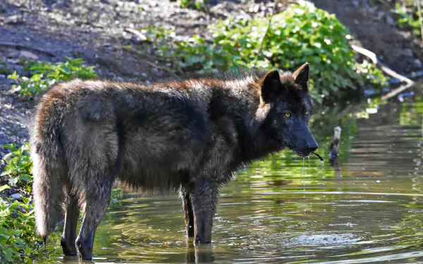 A black wolf standing in shallow water near greenery, captured in sharp detail for a 4K Ultra HD PC desktop wallpaper and background.